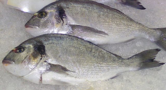 sea bream