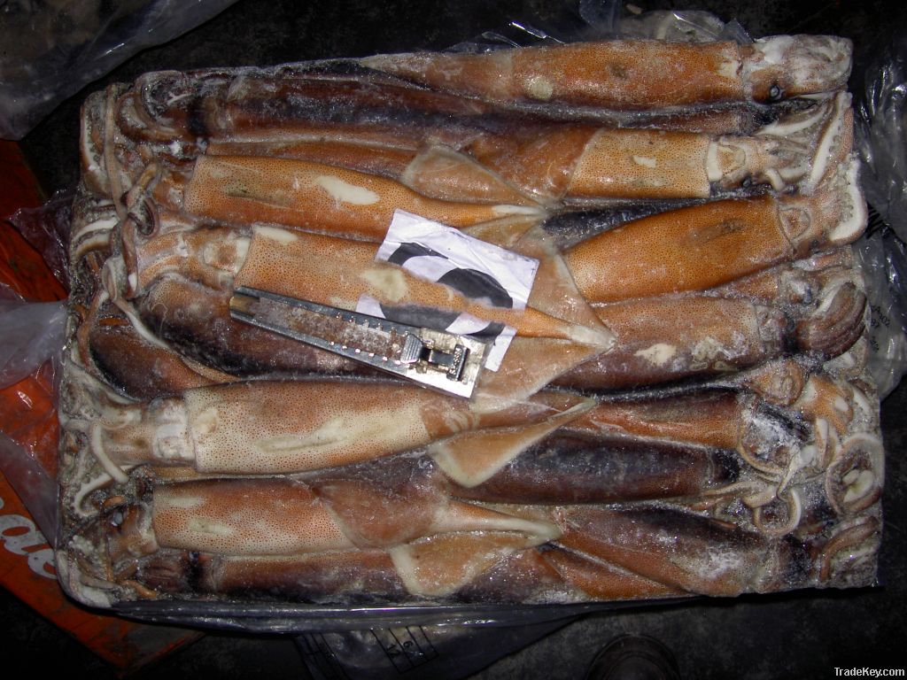 Illex Squid