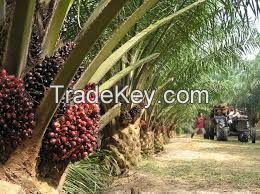 Crude and Refined Palm Oil