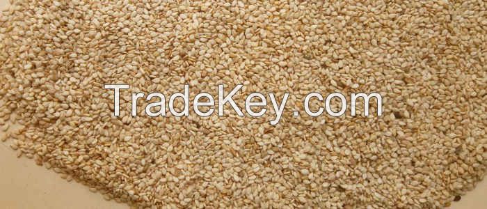 Sesame Seeds (Light Brown, Natural, 98% Cleaned, 52% Oil, 20% Protein, 2% FFA)