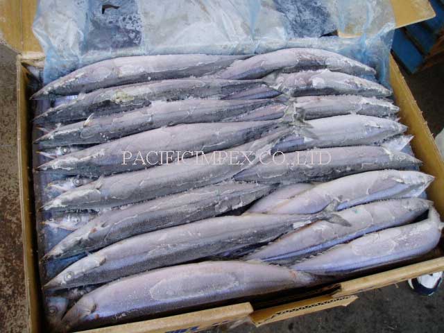 FROZEN PACIFIC SAURY