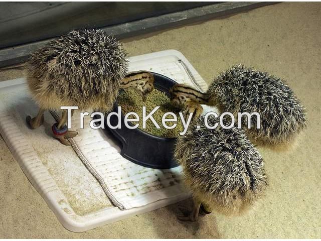 Ostrich chicks and fertile eggs HOT SALE