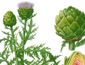 Artichoke extract