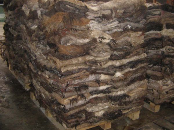 Wet salted cow skin, cow heads and animal skins,wet blue cow hides