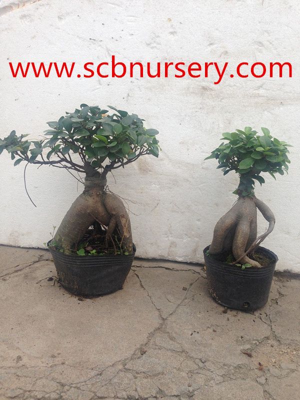 Ginseng ficus