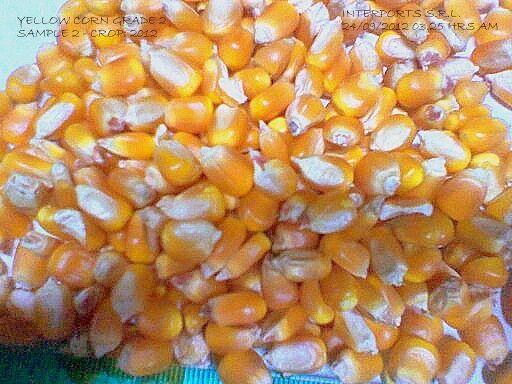 YELLOW CORN