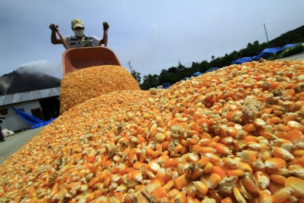 YELLOW CORN