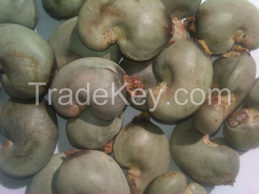 Raw Cashew nuts