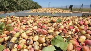 Natural cultivated Pistachio nuts(air dried)