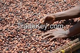 cocoa beans, cocoa powder, cocoa cream, cocoa oil, cocoa shell, cocoa seedlings
