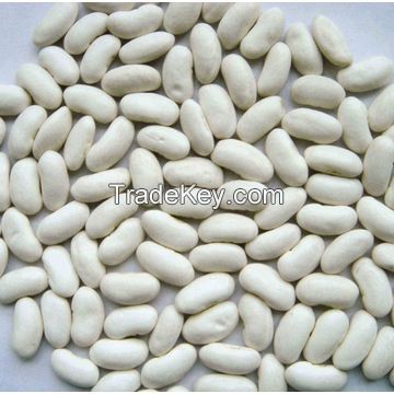 White Kidney Beans New Crop Year 