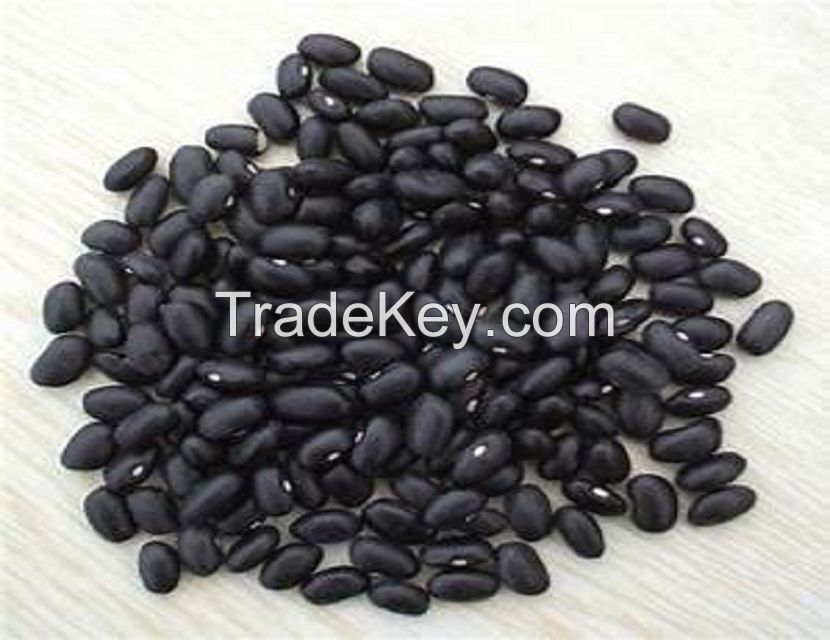 High Quality Black Kidney Bean With HPS Size 500-550 pcs for 100g Black Bean