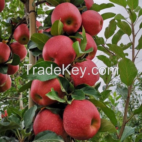 New Fresh Fruits Red FUJI Apples For Export