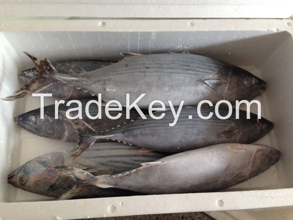 (Sarda orientalis) skipjack bonito tuna seafood wholesale