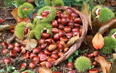 Chinese Chestnut, New Crop Fresh Chestnut