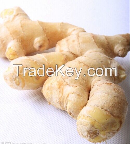 Fresh Ginger, Dried Ginger, Air Dried Ginger