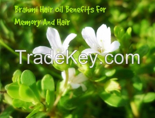 Bacopa Monnieri (Bacosides 20 -50 %) Extract