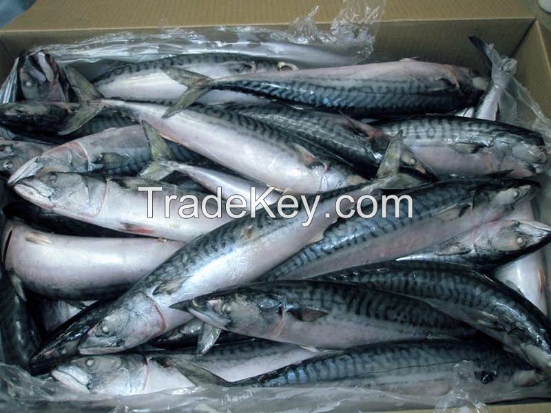 Mackerel frozen fish