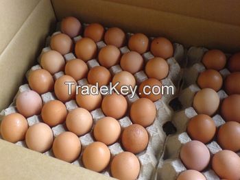 Fresh Chicken Table Eggs &amp; Fertilized Hatching Eggs