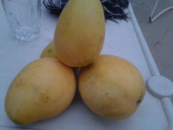 Mango