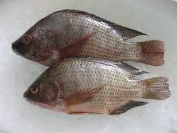 FROZEN TUNA FISH, SARDIN FISH, TILAPIA FISH, CHICKEN EGGS, HALAL CHICKEN, SEAFOOD FOR SALE