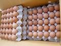 FROZEN TUNA FISH, SARDIN FISH, TILAPIA FISH, CHICKEN EGGS, HALAL CHICKEN, SEAFOOD FOR SALE