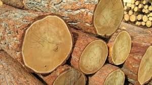 SAWN TIMBER LOGS, UNSAWN TIMBER LOGS, HARDWOOD LOGS, TALI WOOD LOGS, BUBINGA LOGS,PADOUK WOOD LOGS