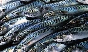 Mackerel Fish