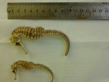 Best Sea Horse Dried Available For Sale