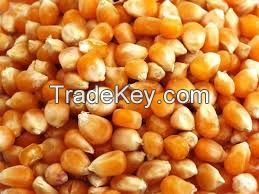 Yellow Corn