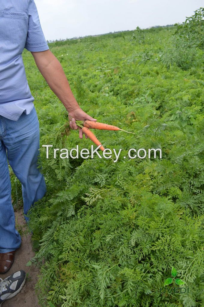 Fresh carrots