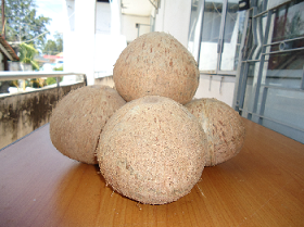 Mature Coconut