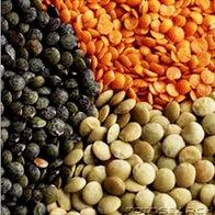 Lentil Pulses