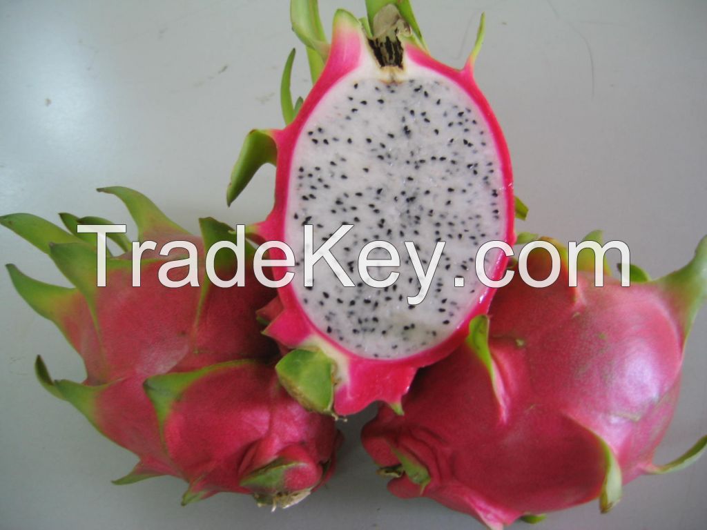 Fresh Dragon Fruit from Viet Nam