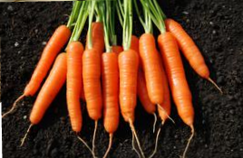 Organic Carrots