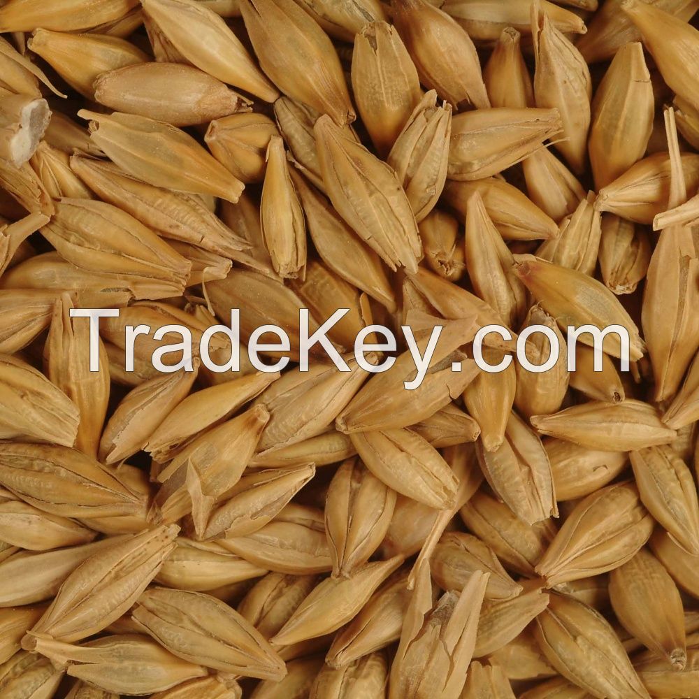 Barley