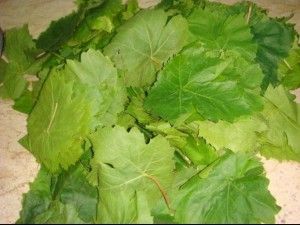 Fresh Grape Leaves