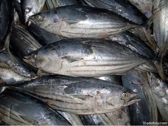 Frozen skipjack tuna whole round