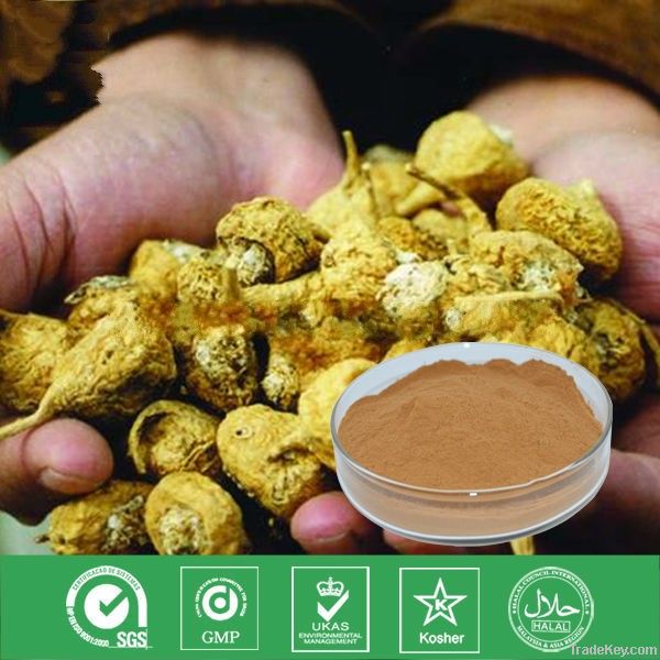 maca root extract