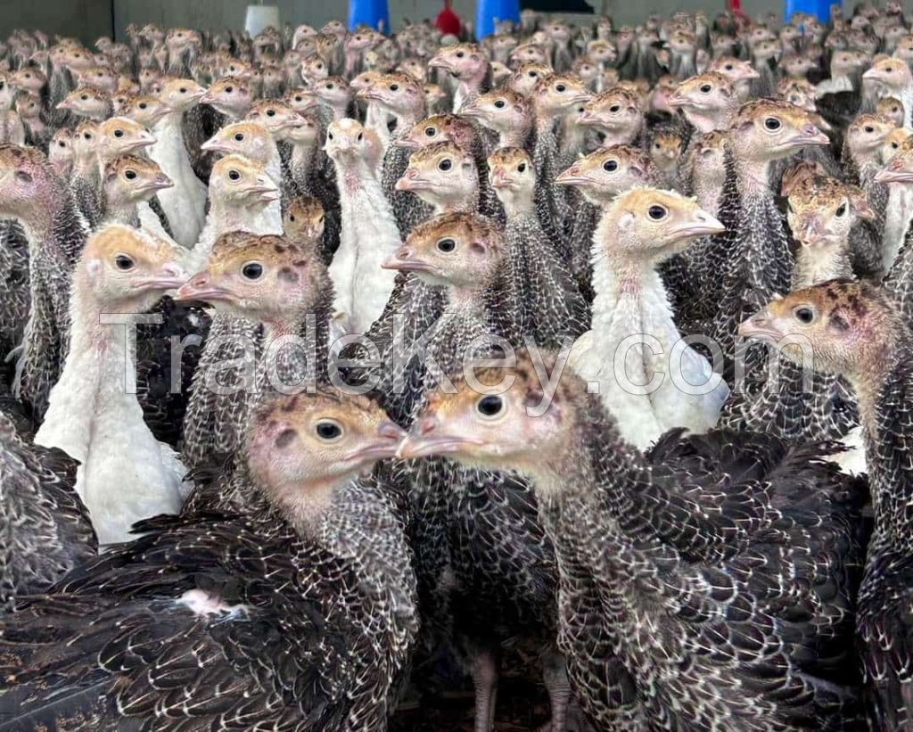 OSTRICH CHICKS EGGS