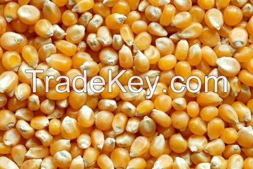 yellow corn