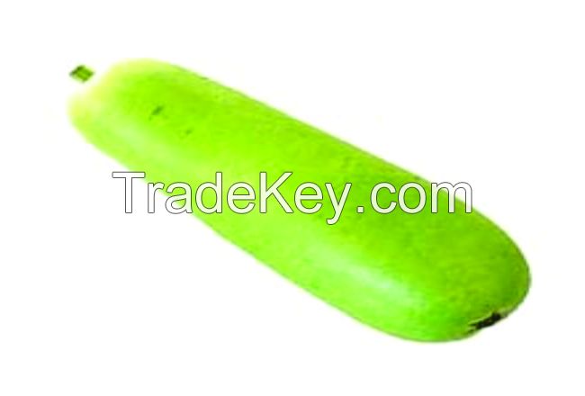 Fresh Bottle Gourd 