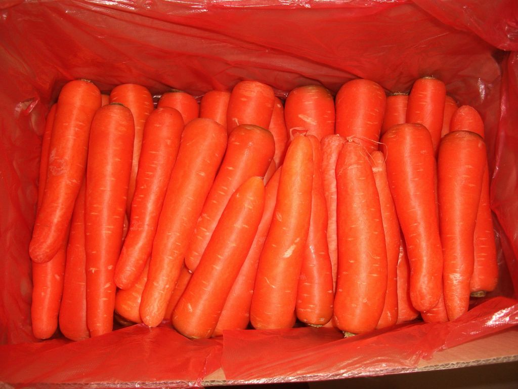 FHCarrot