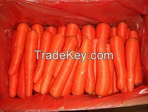 Delicious Carrot from China