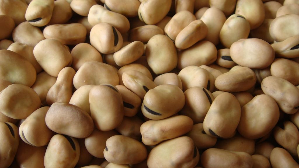 Zhangjiakou Broad Beans