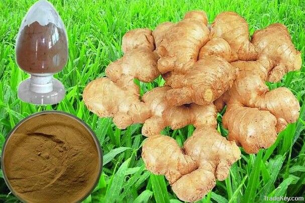 Natural Ginger Extract