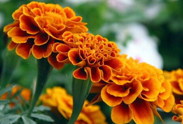 Marigold Oleoresin