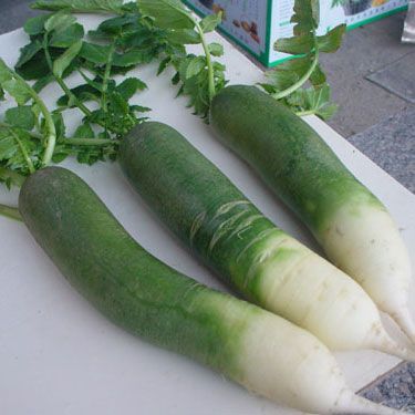 green radish 