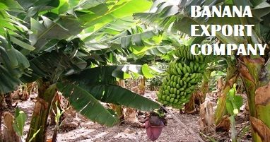 Cavendish Bananas