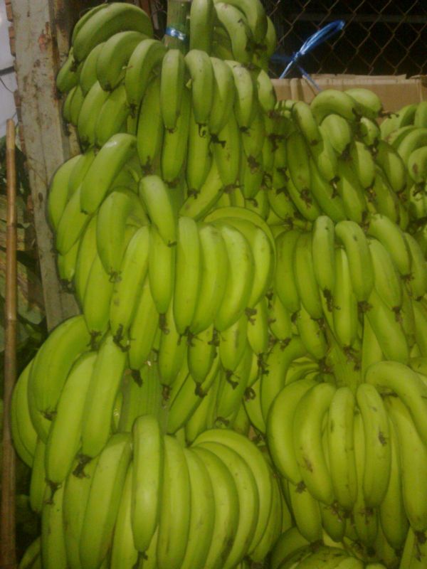 Cavendish Bananas